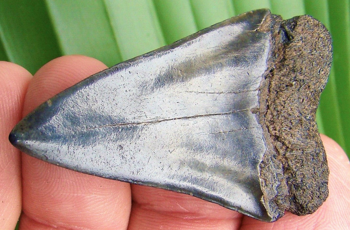 Extinct Mako Shark Tooth 2 Inches Long Genuine & Unrestored - Isurus Hastalis