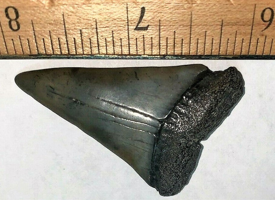 Extinct Mako Shark Tooth 2 Inches Long Genuine & Unrestored - Isurus Hastalis