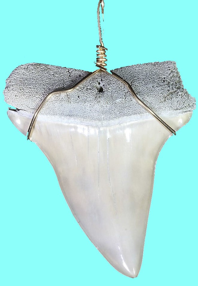 Mako Shark Tooth Necklace 1 Inch Long Genuine & Unrestored