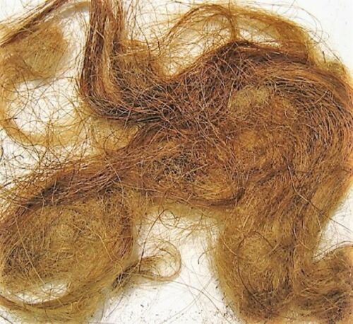 Woolly Mammoth Real Fossilized Hair Sample, Small Genuine Extract