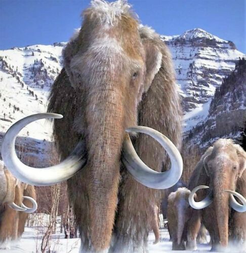 Siberian Mammoth Real Fossilized Hair Sample, 1 Gram Wool Extract