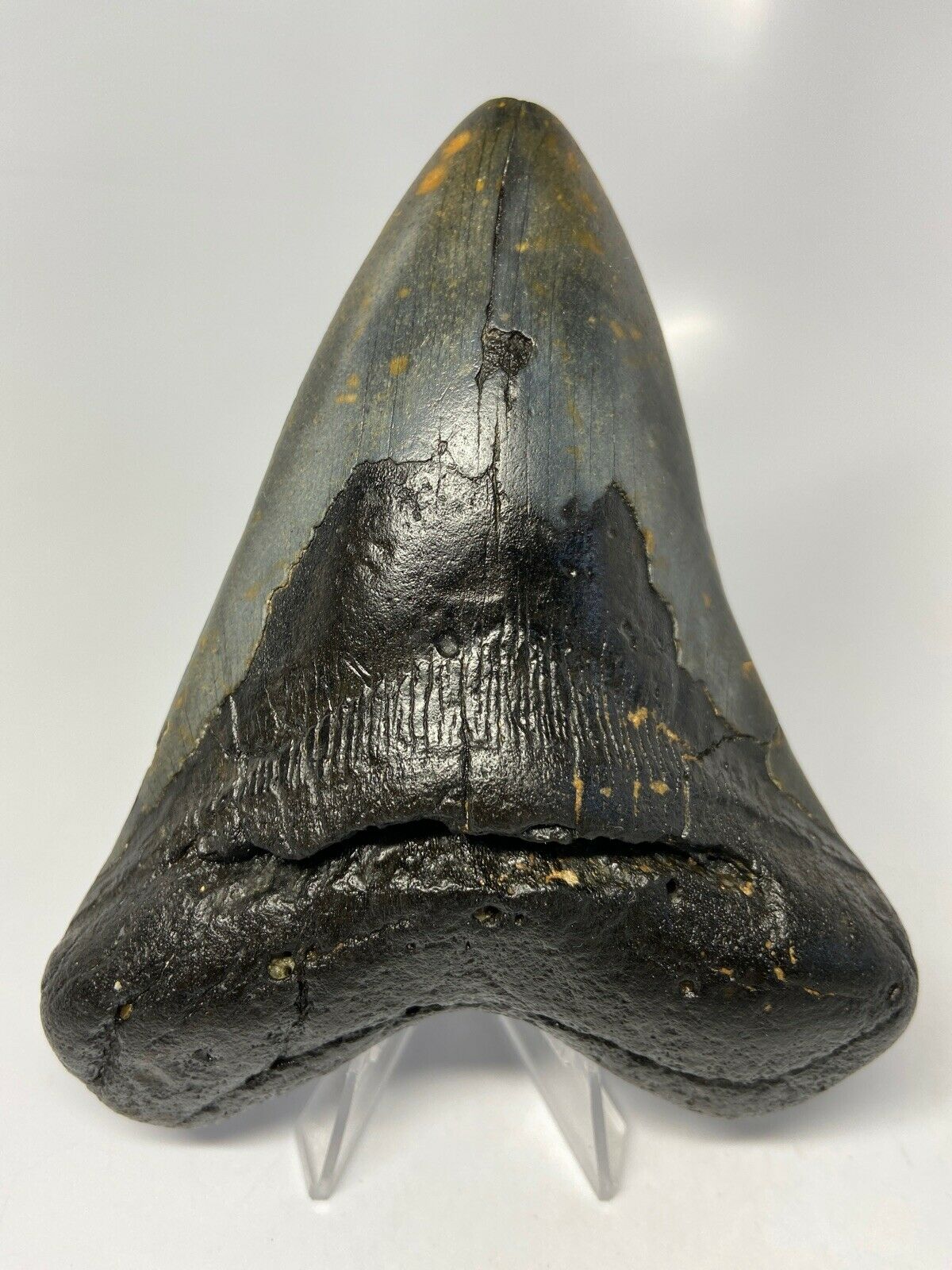 Megalodon Real Extinct Shark Tooth Collector's Fossil Large 5" Long