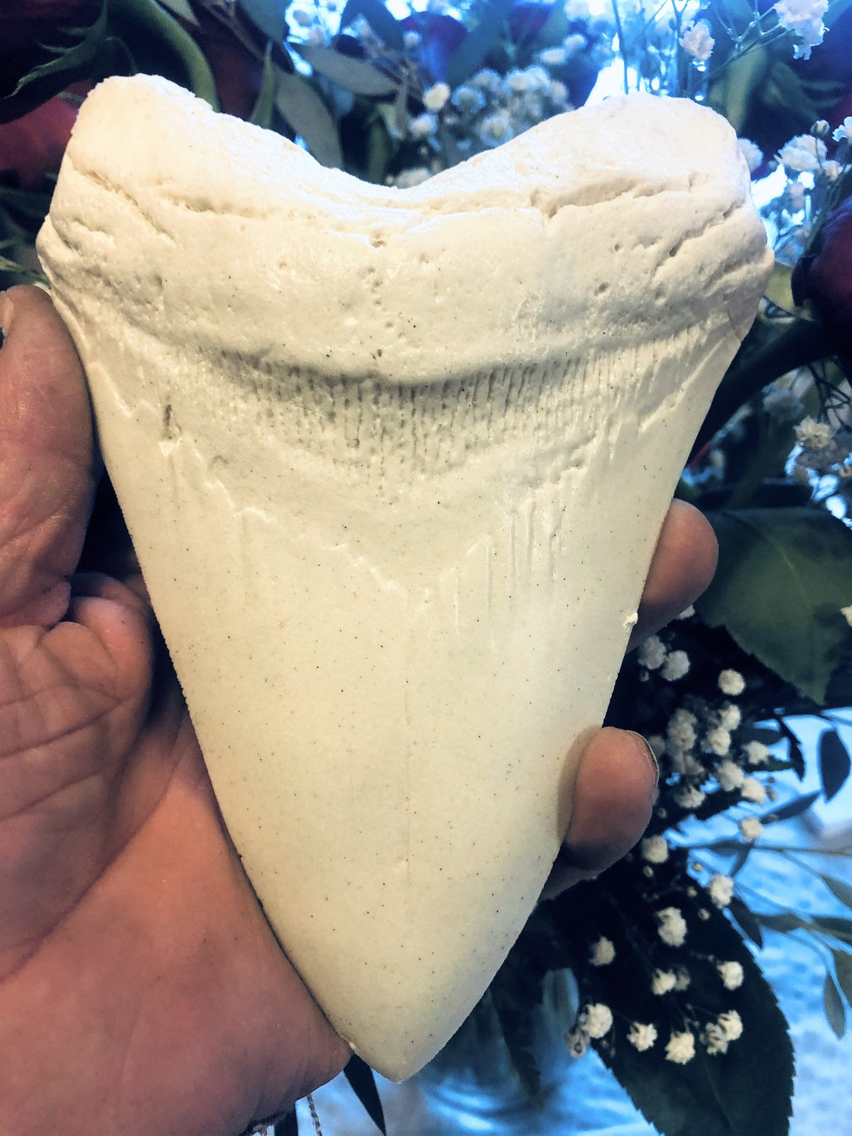 Megalodon Shark Tooth White Huge Replica Large 7 Inches Long