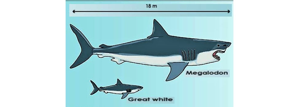 Megalodon Real Extinct Shark Tooth Genuine Serrated Large 4" Long