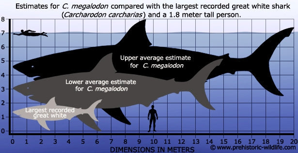 Megalodon Real Extinct Shark Tooth Partial Half Piece Shard