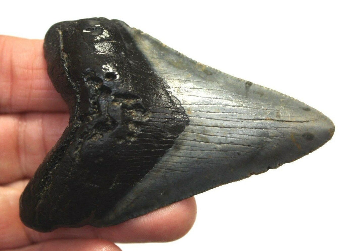 Megalodon Real Extinct Shark Tooth Genuine Serrated Large 4" Long