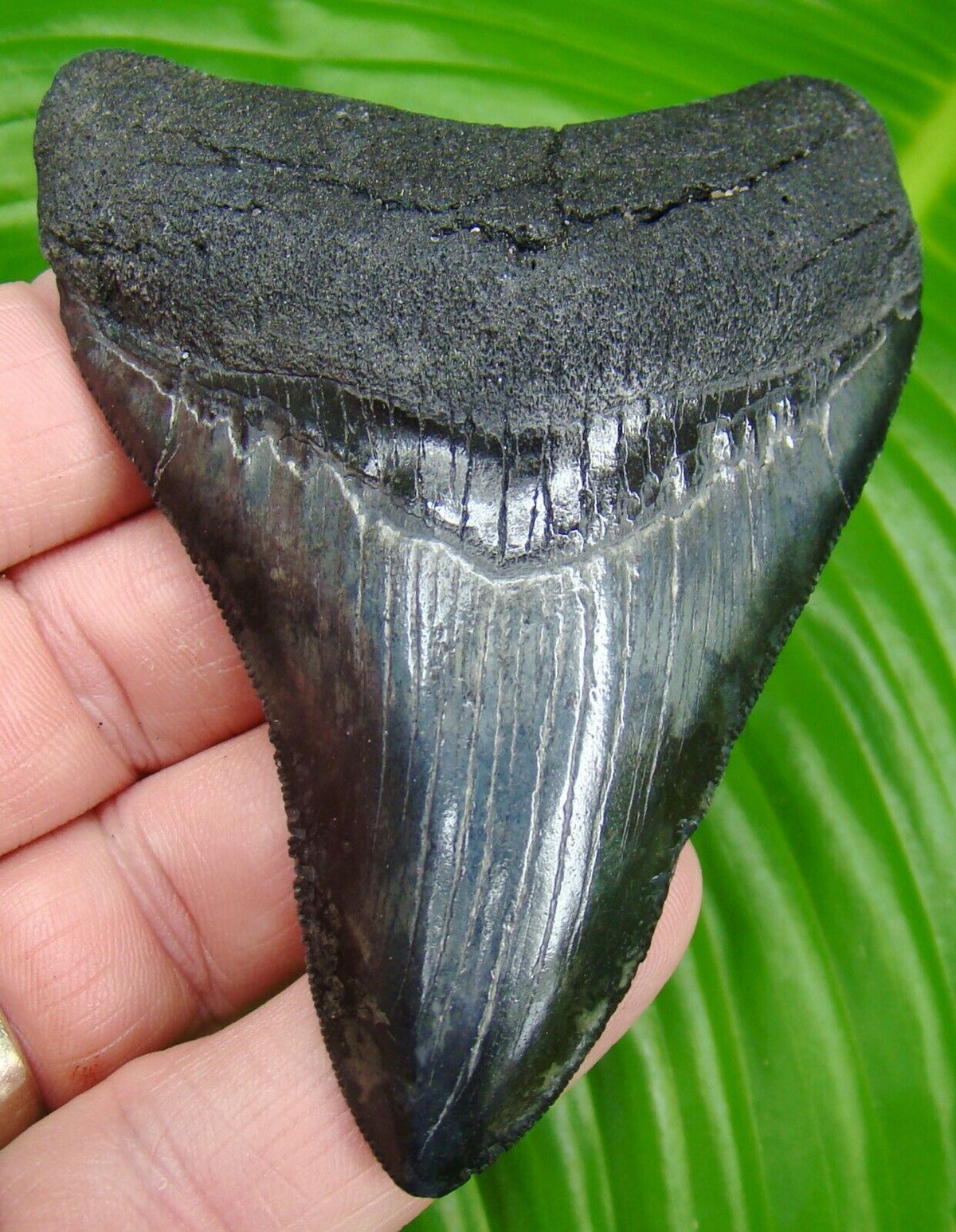 Megalodon Real Extinct Shark Tooth Genuine Serrated Large 4" Long