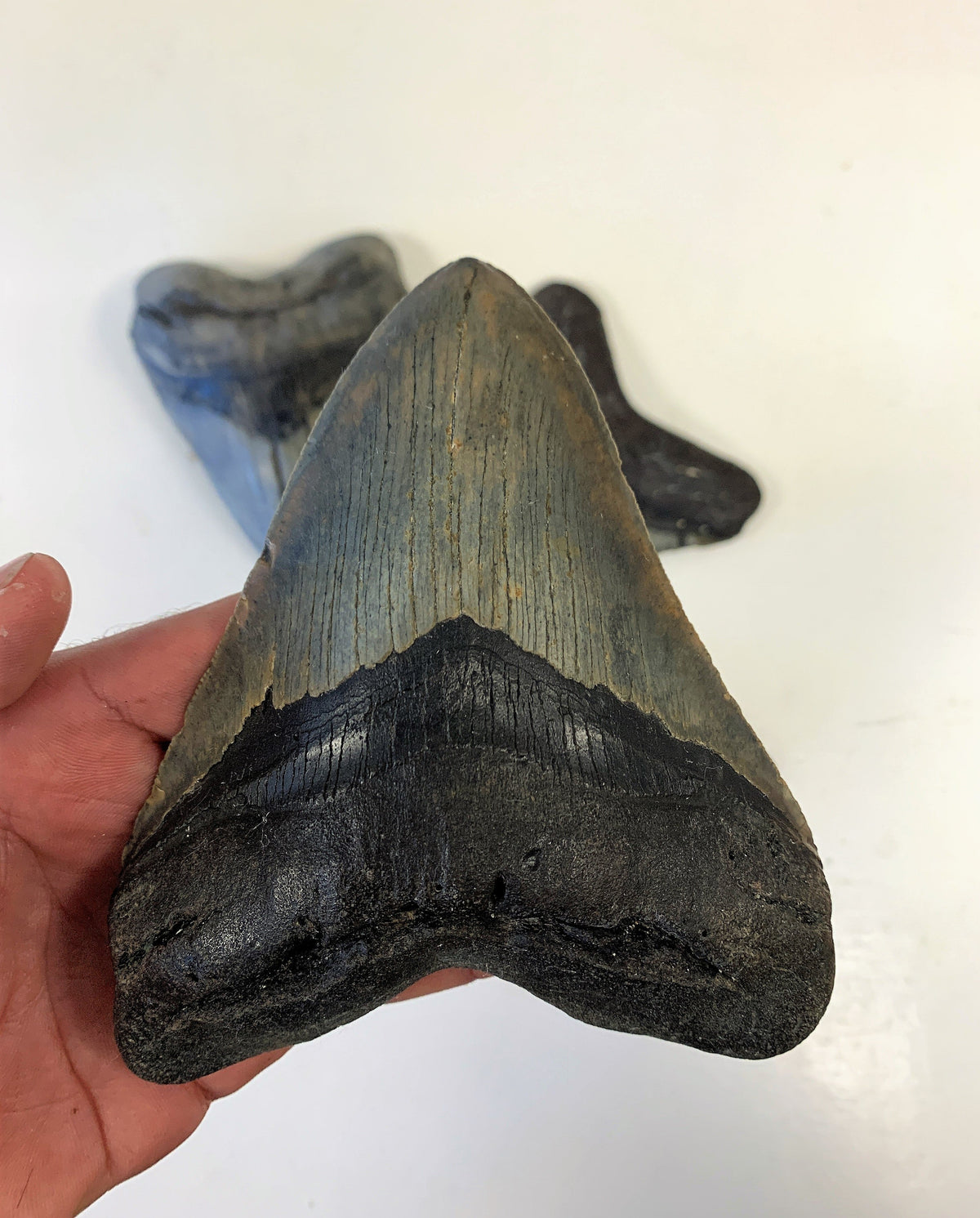 Megalodon Shark Tooth For Sale Extinct 5 1/2" Real Meg Fossil