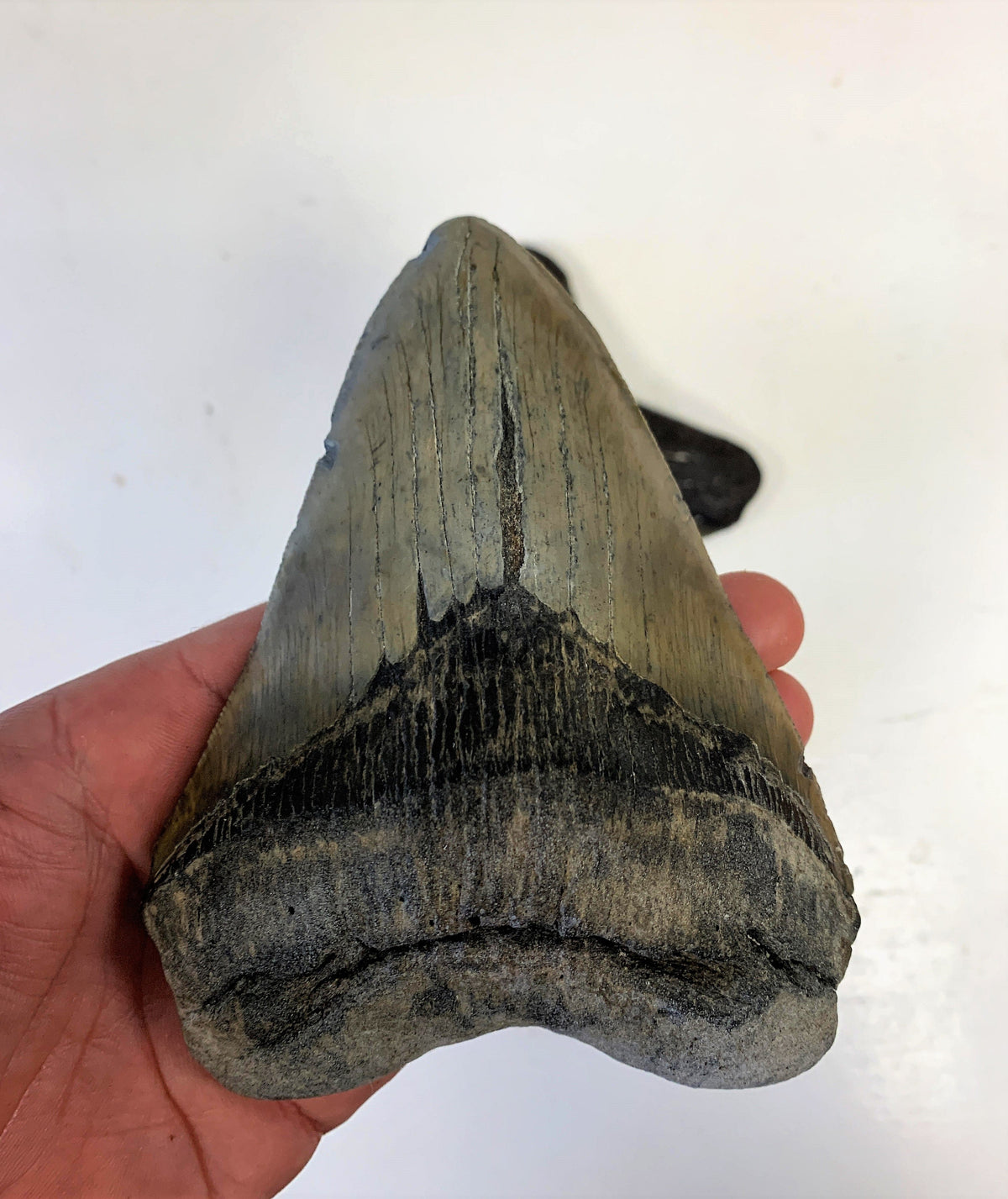 Megalodon Shark Tooth For Sale Extinct 5 1/2" Real Meg Fossil