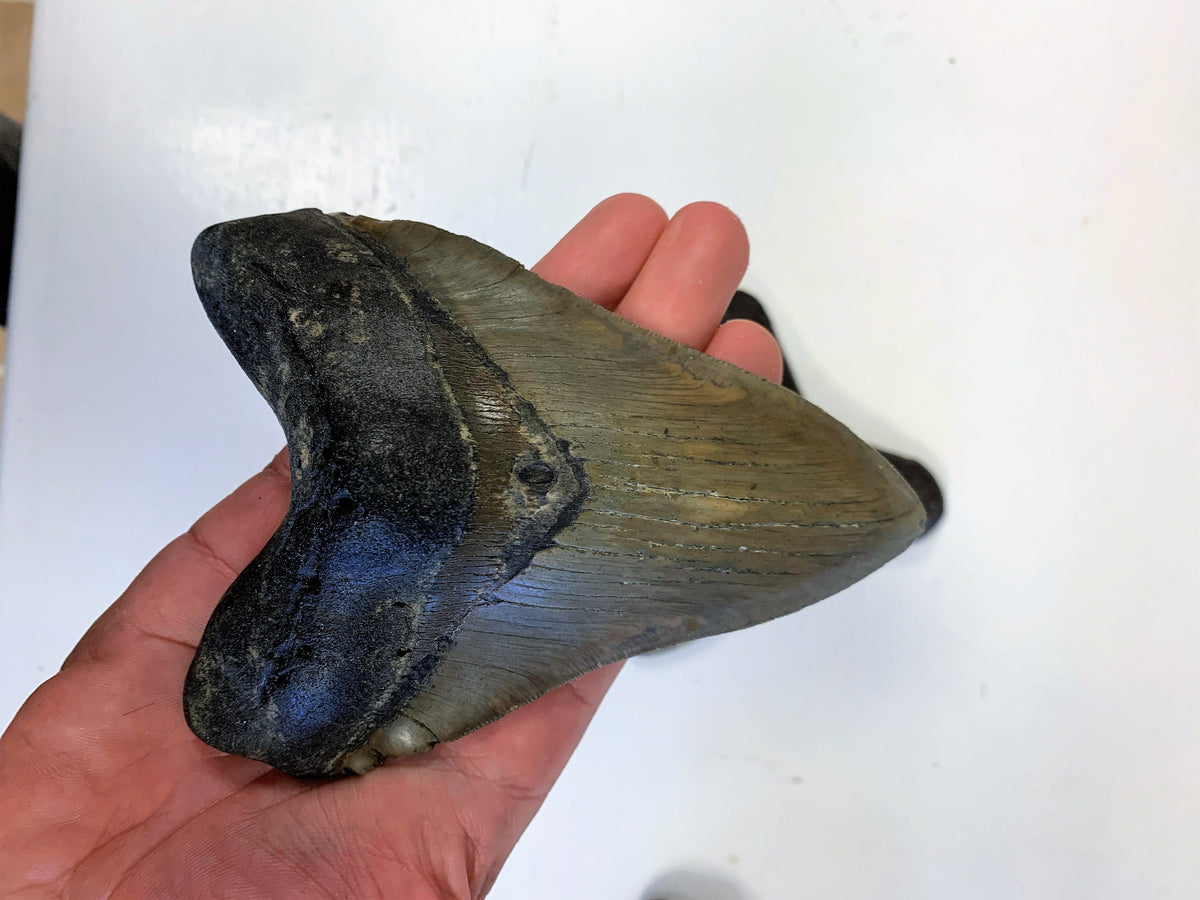 Megalodon Shark Tooth For Sale Extinct 5 1/2" Real Meg Fossil