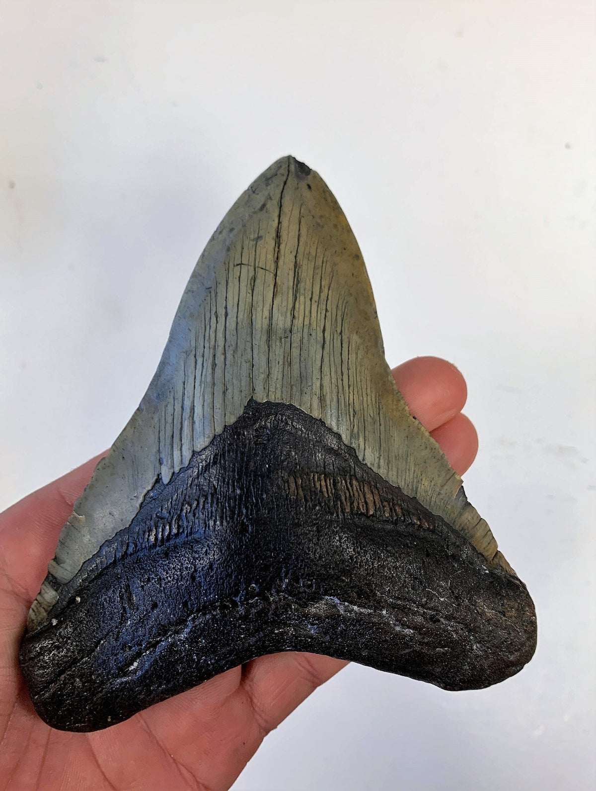 Megalodon Shark Tooth For Sale Extinct 5 1/2" Real Meg Fossil