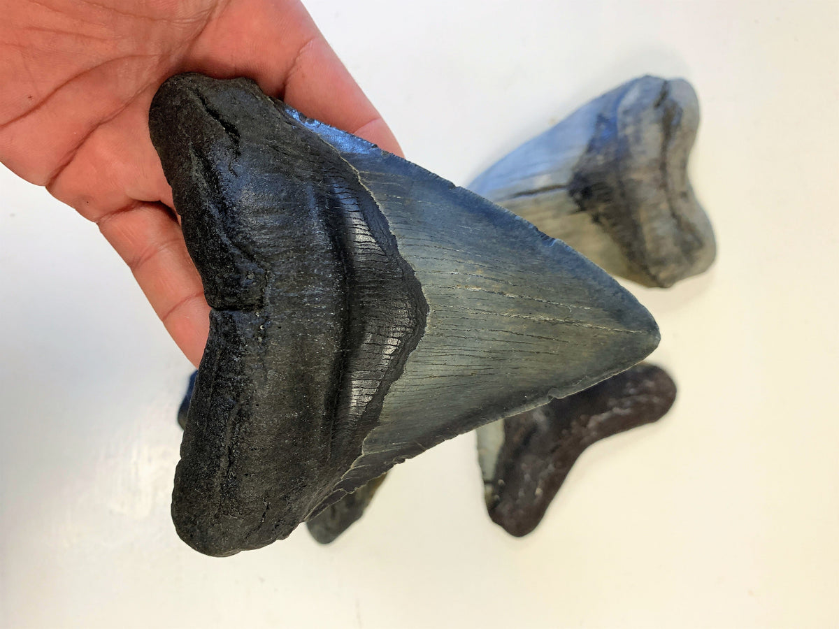 Megalodon Shark Tooth For Sale Extinct 5 1/2" Real Meg Fossil