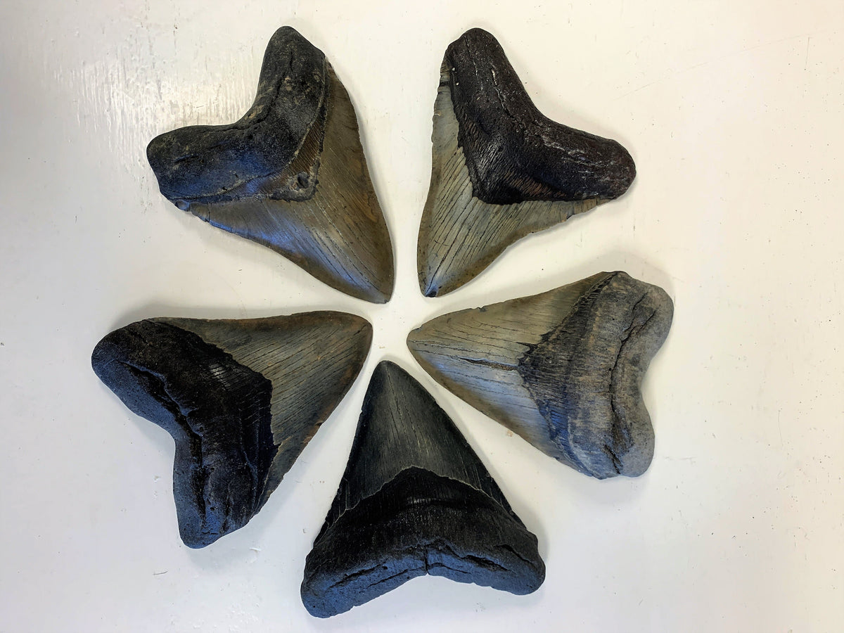 Megalodon Shark Tooth For Sale Extinct 5 1/2" Real Meg Fossil