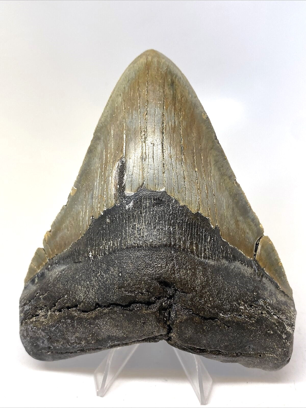 Megalodon Real Extinct Shark Tooth Collector's Fossil Large 5" Long