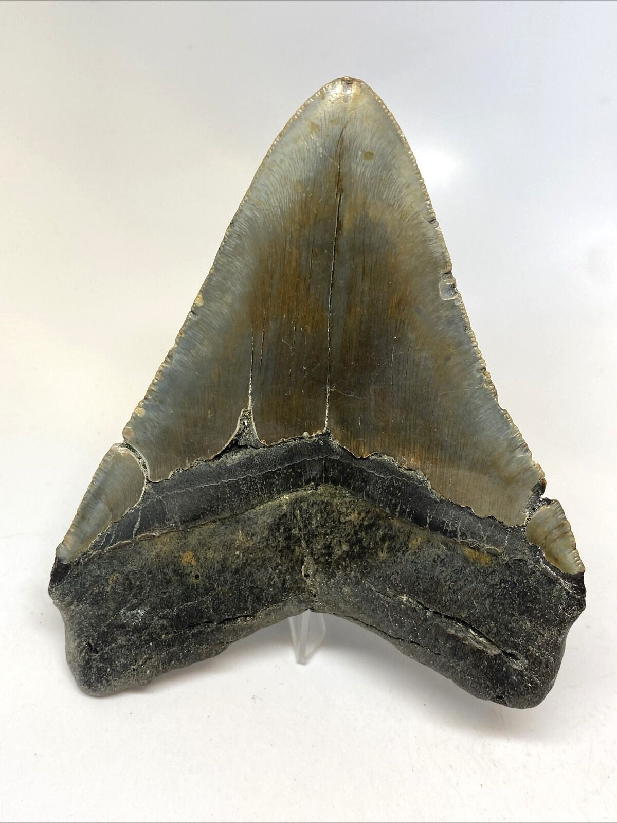 Megalodon Real Extinct Shark Tooth Collector's Fossil Large 5" Long