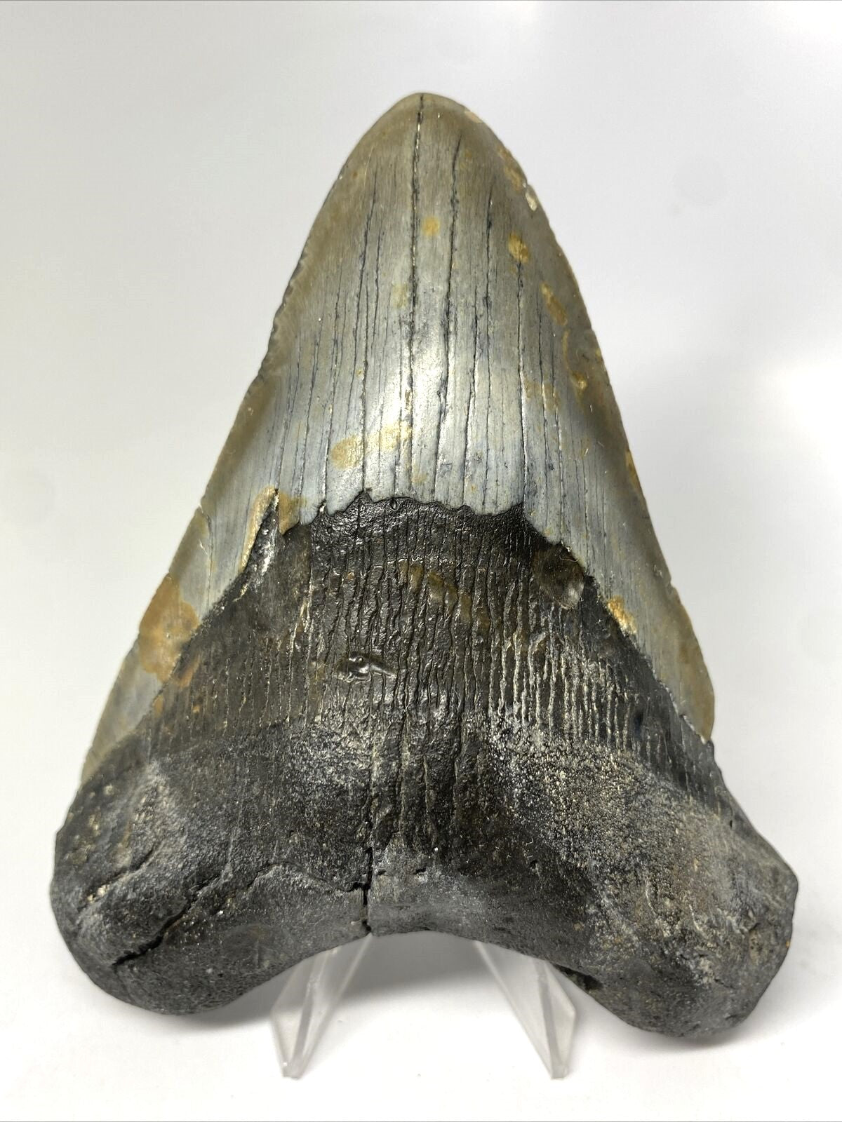 Megalodon Real Extinct Shark Tooth Collector's Fossil Large 5" Long