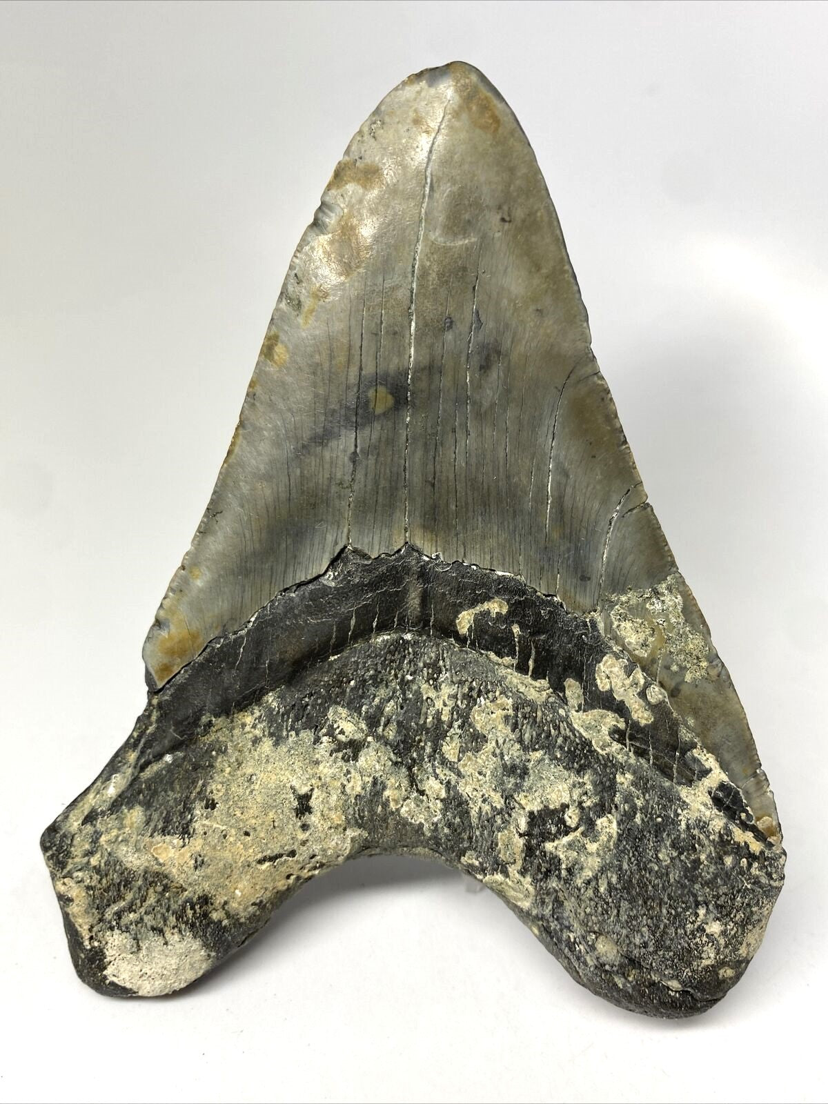 Megalodon Real Extinct Shark Tooth Collector's Fossil Large 5" Long