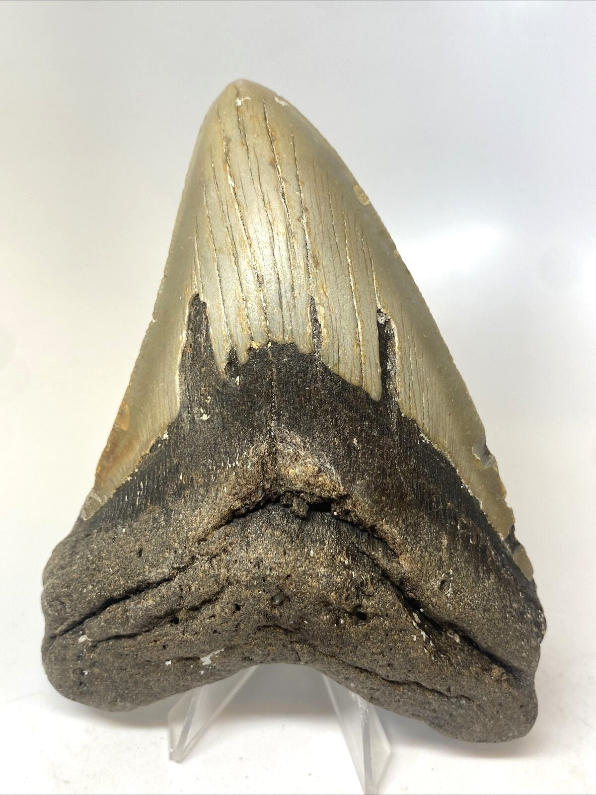 Megalodon Real Extinct Shark Tooth Collector's Fossil Large 5" Long