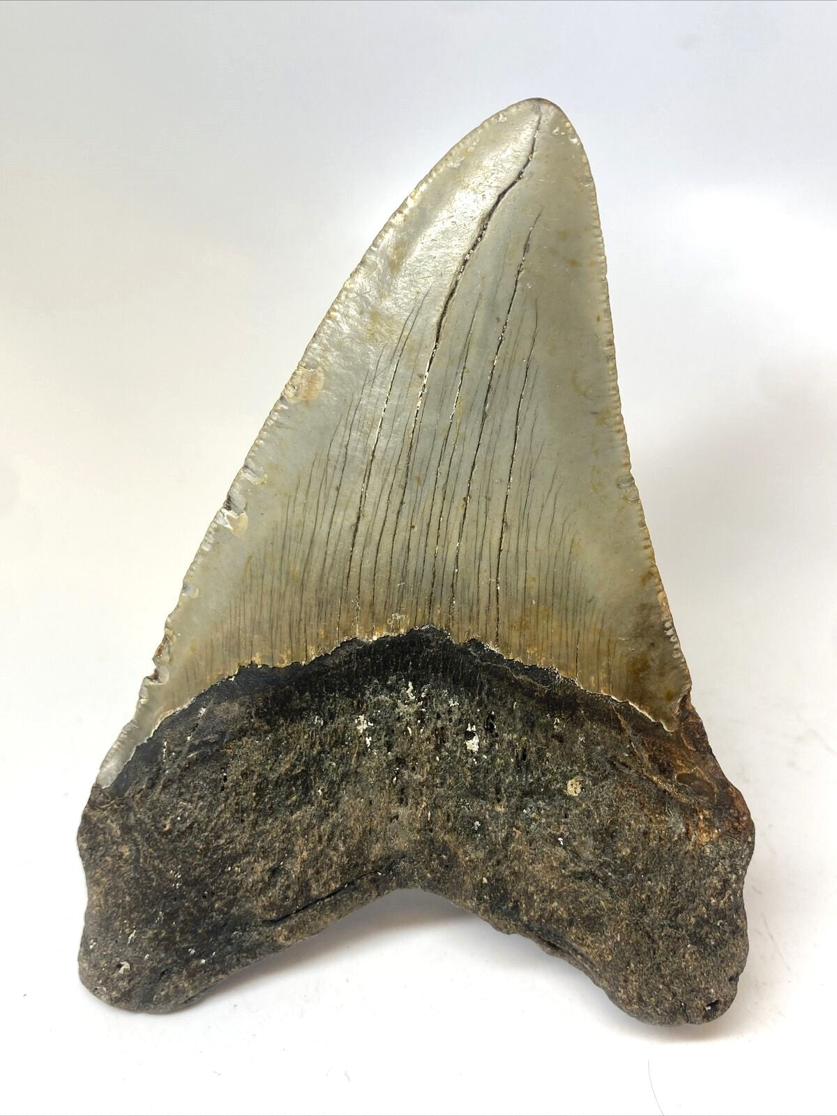 Megalodon Real Extinct Shark Tooth Collector's Fossil Large 5" Long