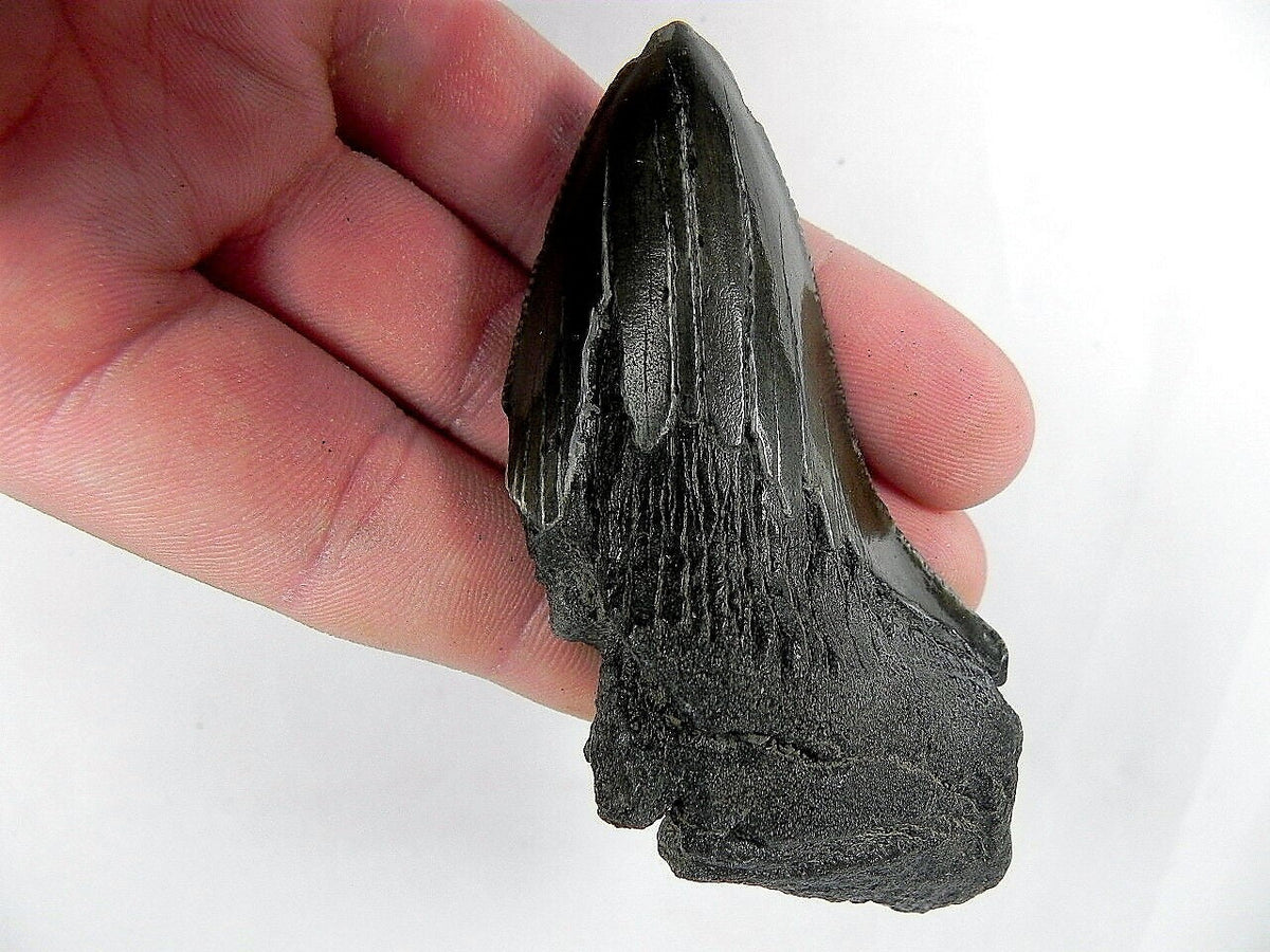 Megalodon Real Extinct Shark Tooth Partial Half Piece Shard