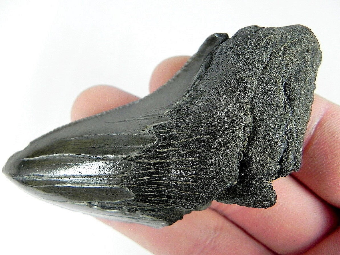 Megalodon Real Extinct Shark Tooth Partial Half Piece Shard