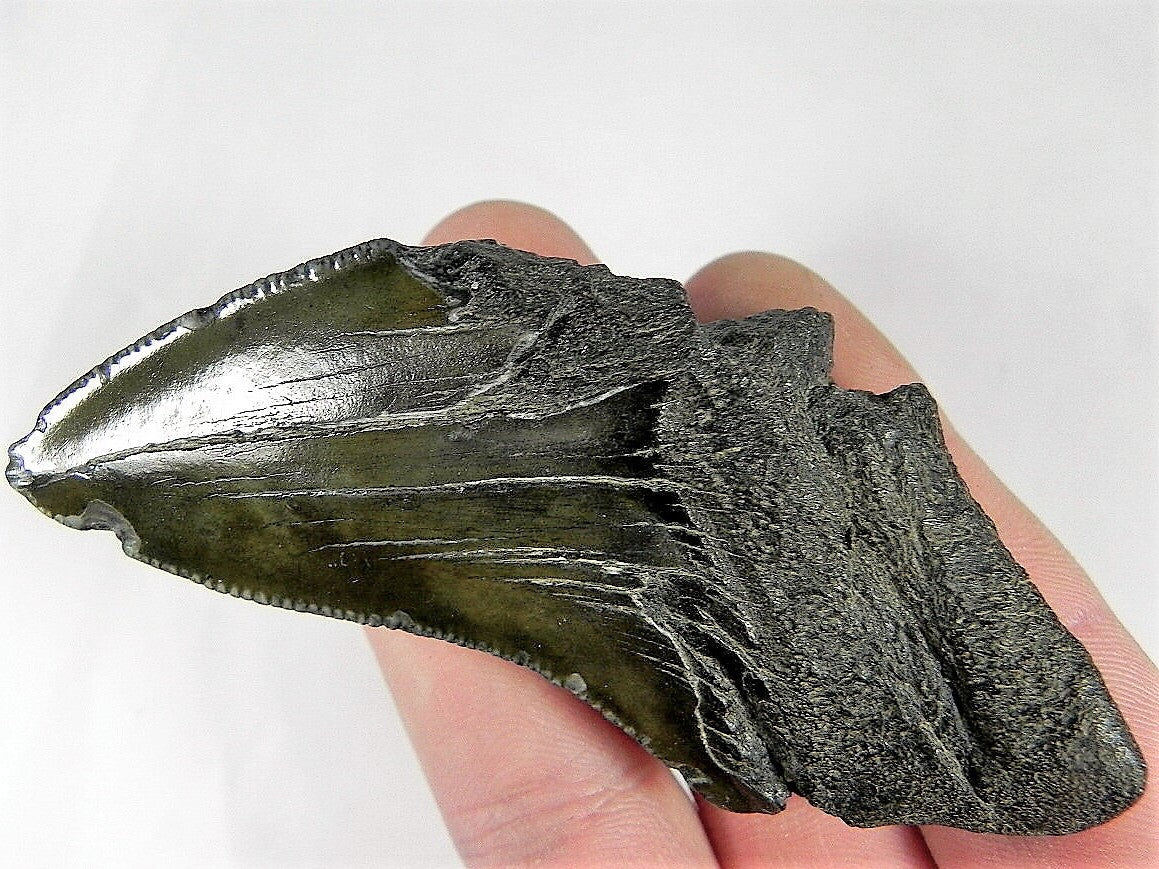 Megalodon Real Extinct Shark Tooth Partial Half Piece Shard