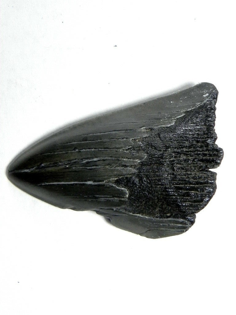 Megalodon Real Extinct Shark Tooth Partial Half Piece Shard