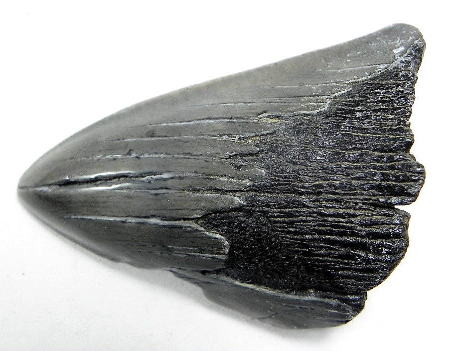 Megalodon Real Extinct Shark Tooth Partial Half Piece Shard