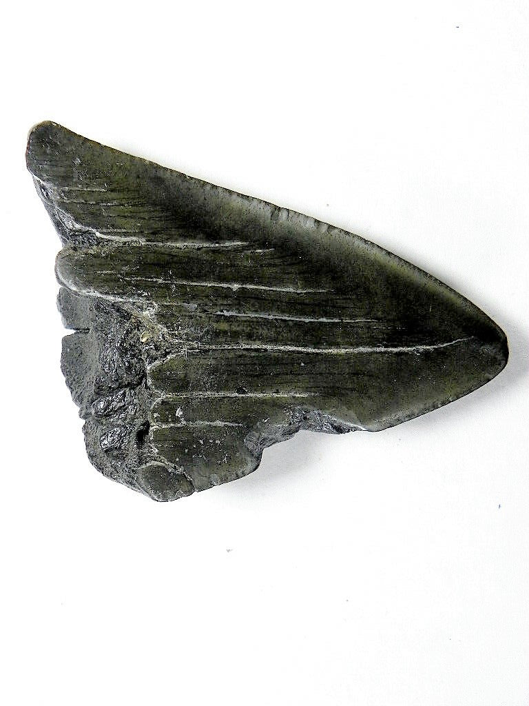 Megalodon Real Extinct Shark Tooth Partial Half Piece Shard