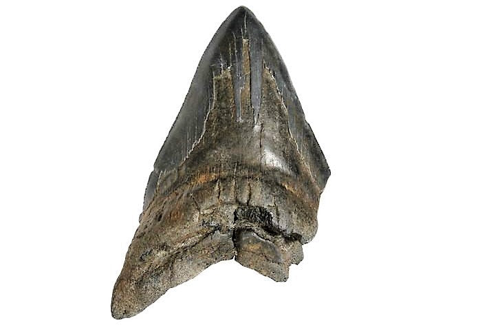 Megalodon Real Extinct Shark Tooth Partial Half Piece Shard