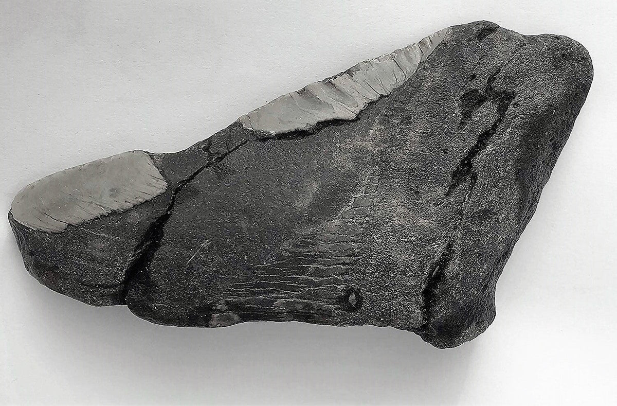 Megalodon Real Extinct Shark Tooth Partial Half Piece Shard