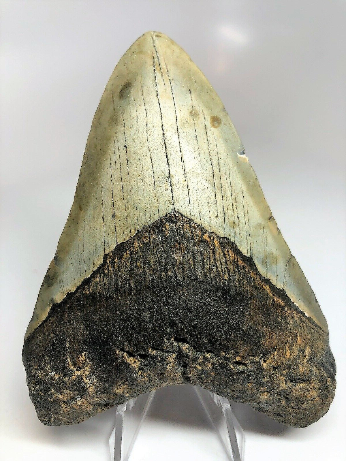 Megalodon Real Extinct Shark Tooth Collector's Fossil Large 5" Long