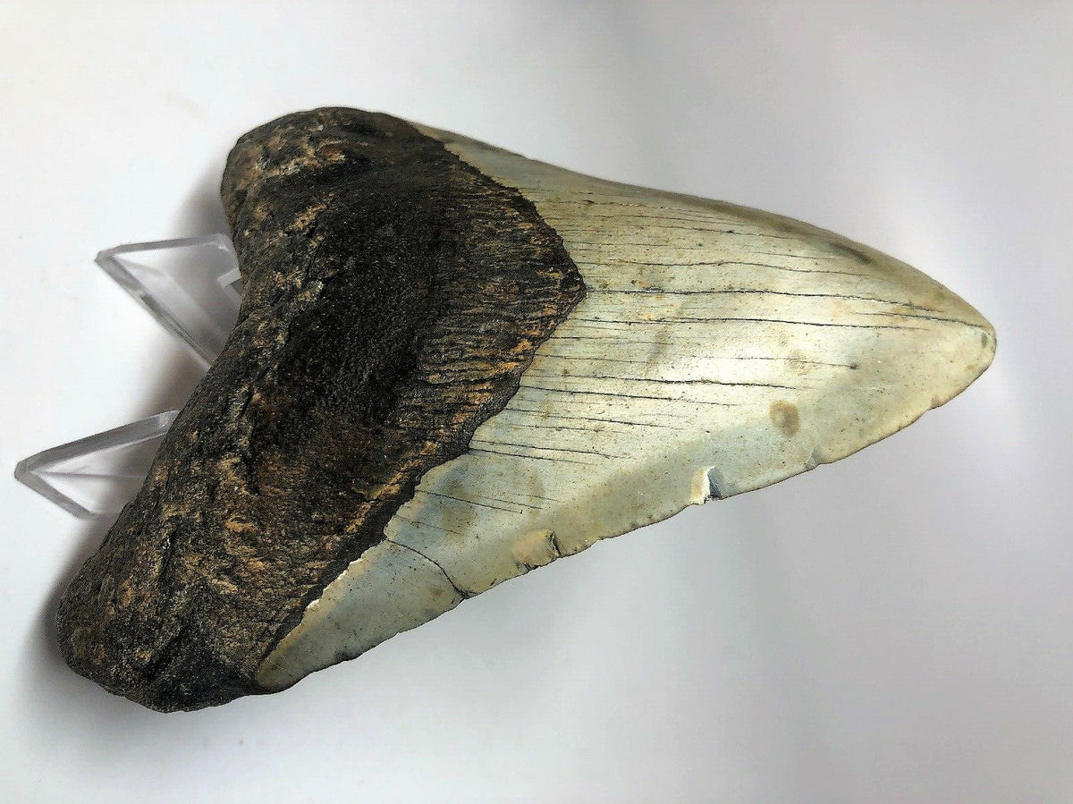 Megalodon Real Extinct Shark Tooth Collector's Fossil Large 5" Long