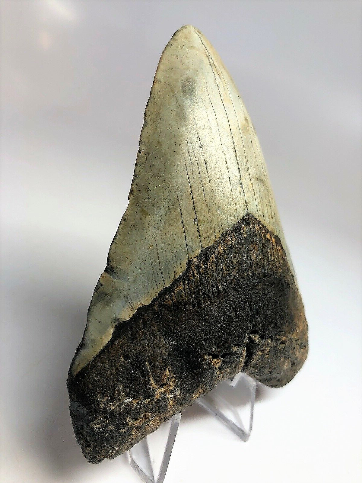 Megalodon Real Extinct Shark Tooth Collector's Fossil Large 5" Long