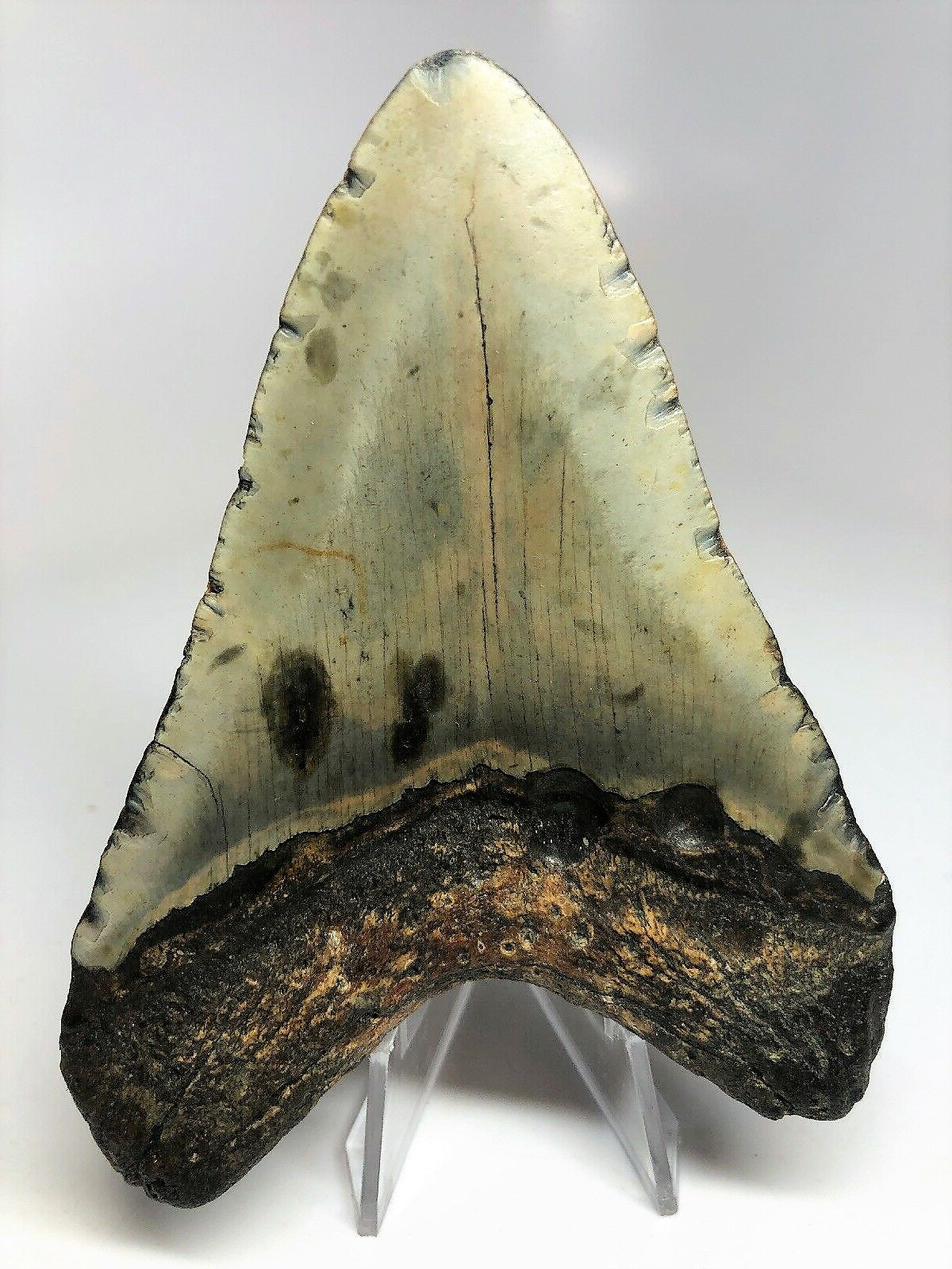 Megalodon Real Extinct Shark Tooth Collector's Fossil Large 5" Long