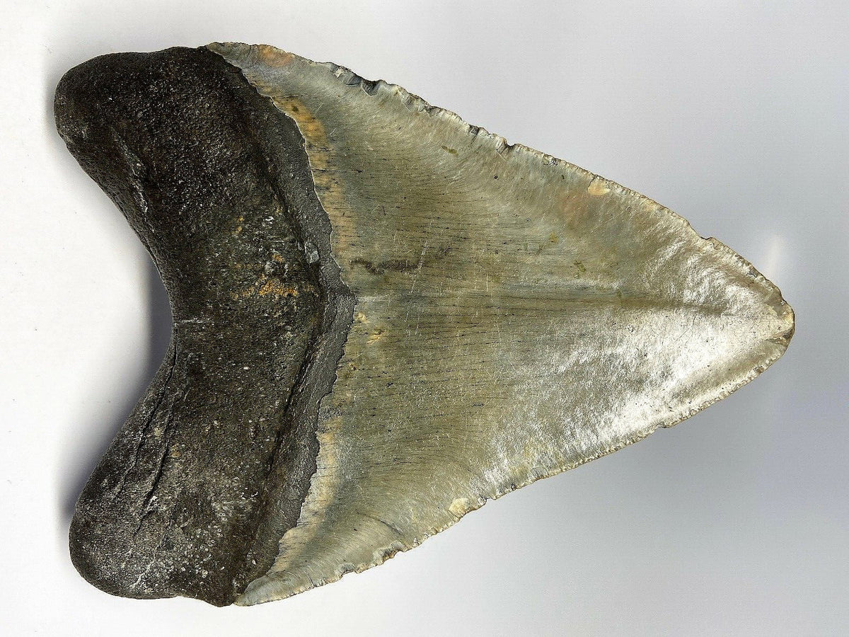 Megalodon Real Extinct Shark Tooth Collector's Fossil Large 5" Long