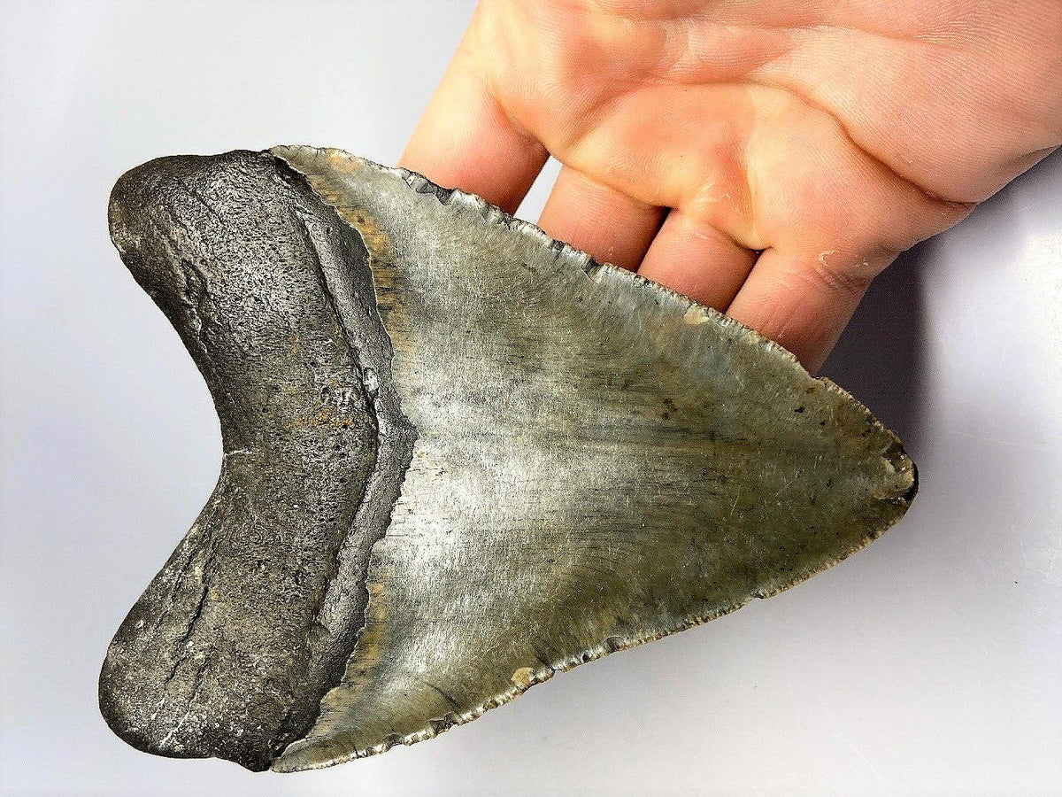Megalodon Real Extinct Shark Tooth Collector's Fossil Large 5" Long