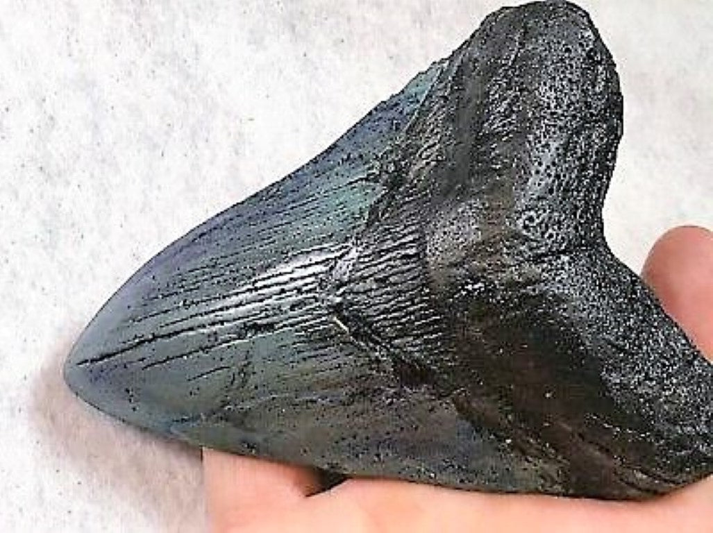 Megalodon Real Extinct Shark Tooth Collector's Fossil Large 5" Long