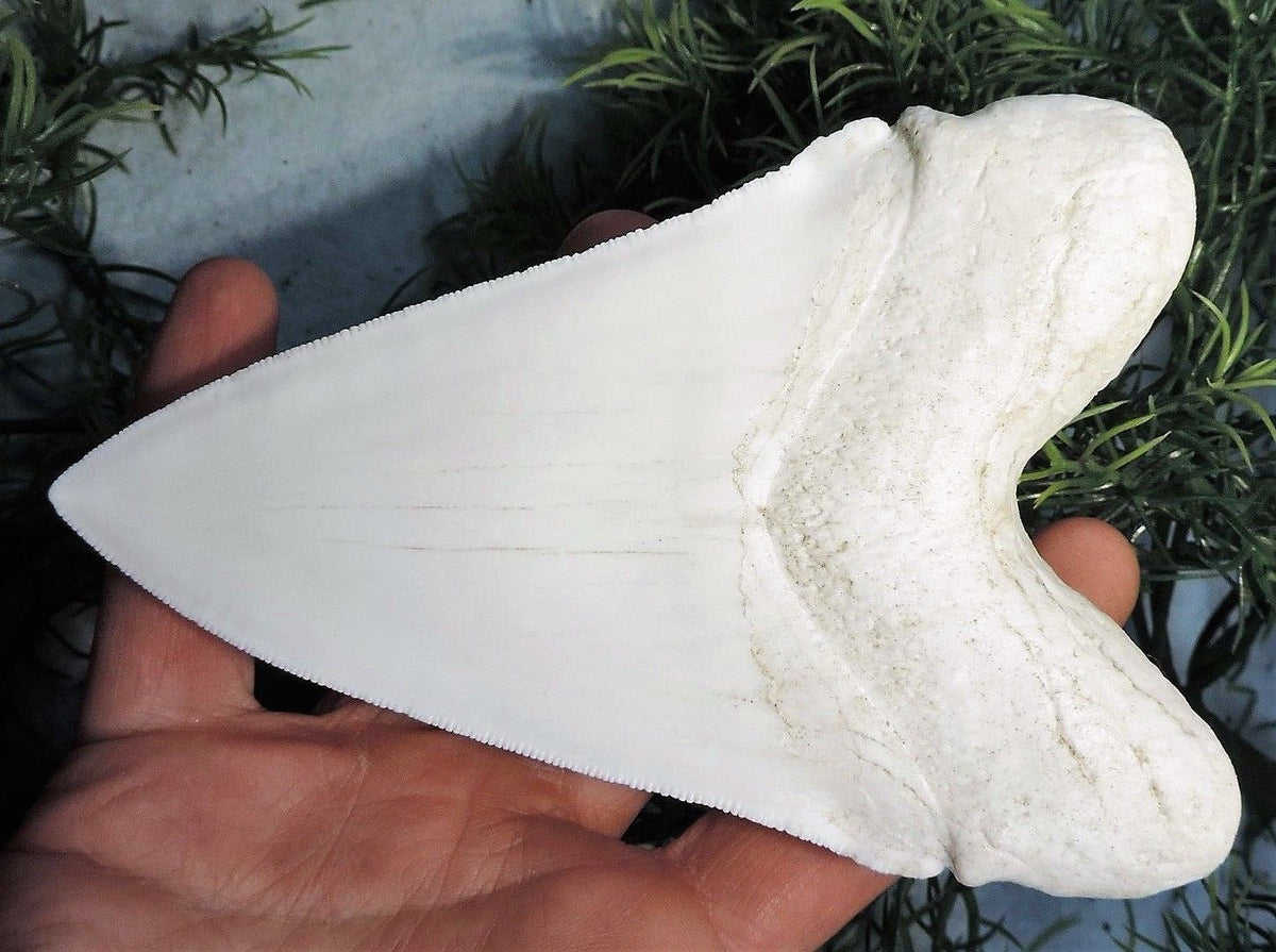 Megalodon Shark Tooth White Huge Replica Large 7 Inches Long