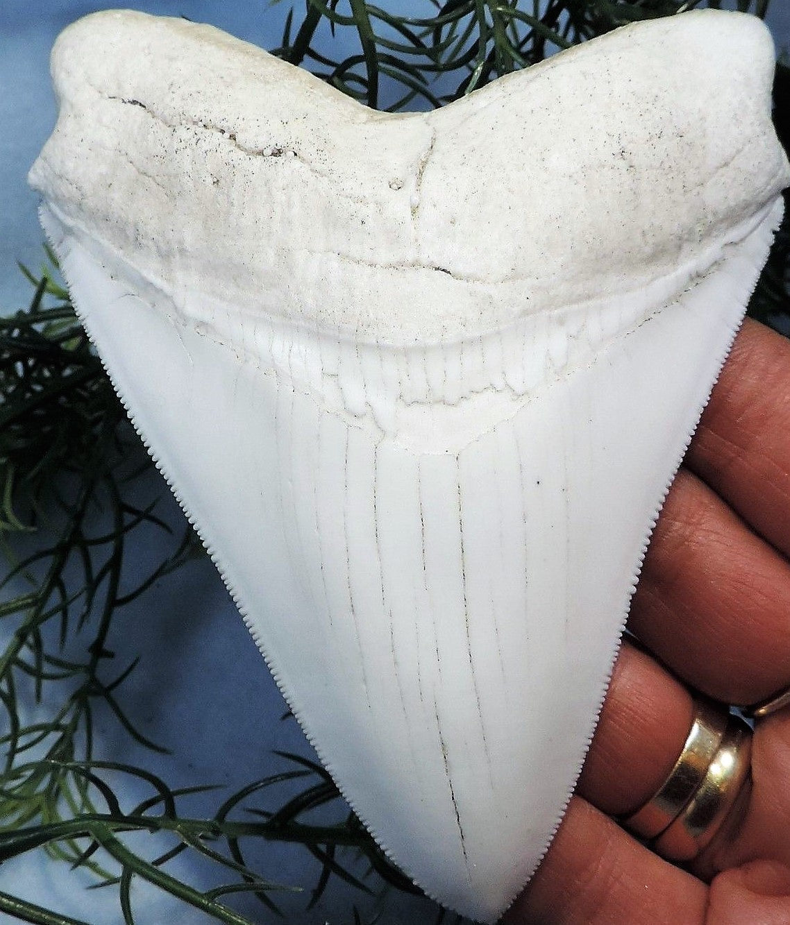 Megalodon Shark Tooth Replica Large 5 Inches Long White Resin Model