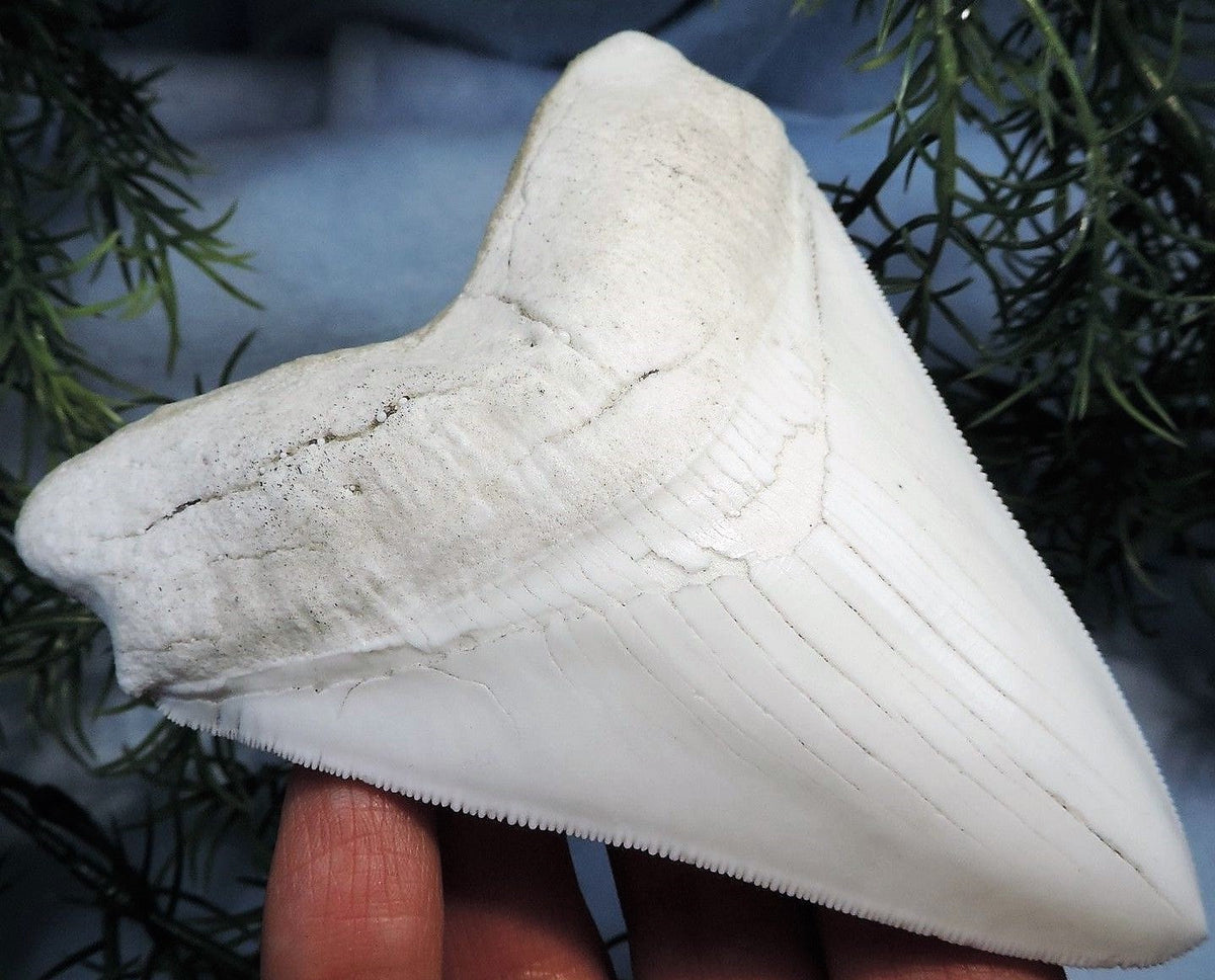 Megalodon Shark Tooth Replica 3 Inches Long White Resin Model
