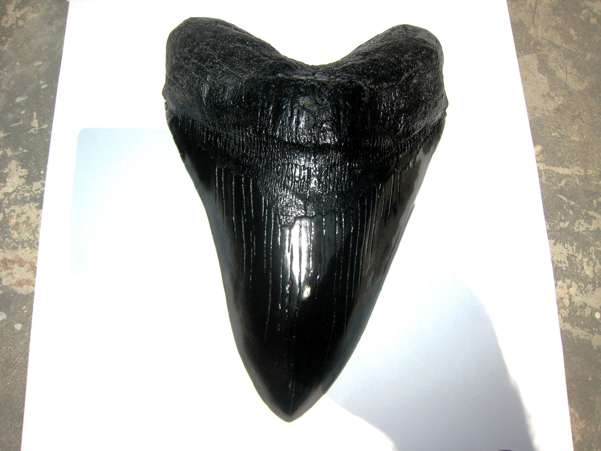 Megalodon Giant Shark Tooth Huge Replica Large 7 Inches Long