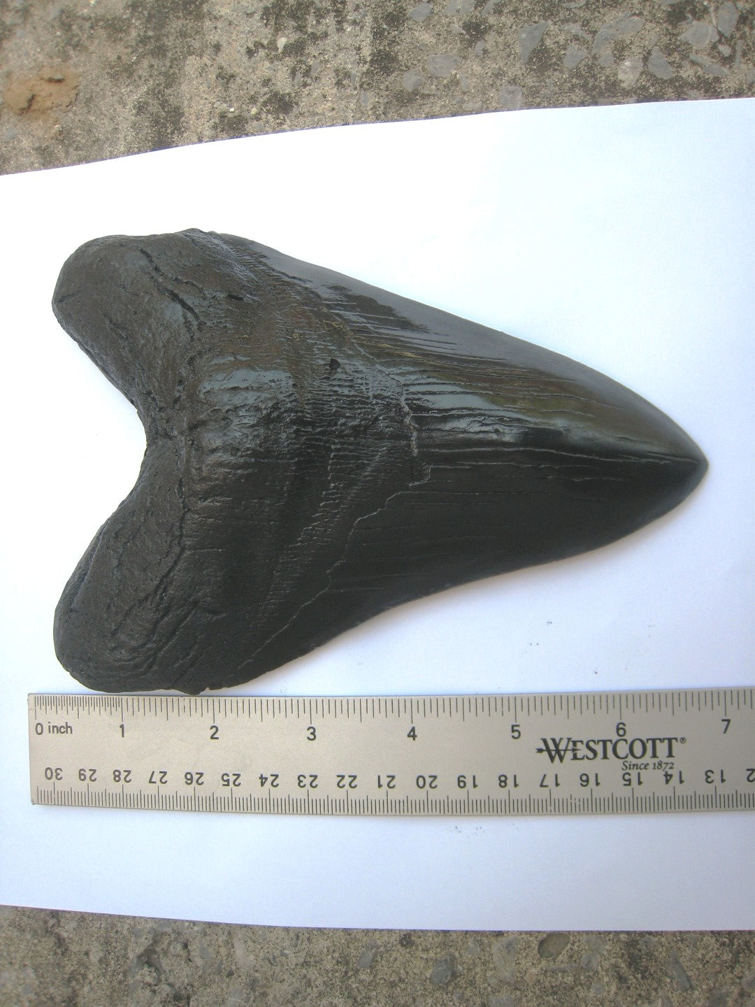 Megalodon Giant Shark Tooth Huge Replica Large 7 Inches Long