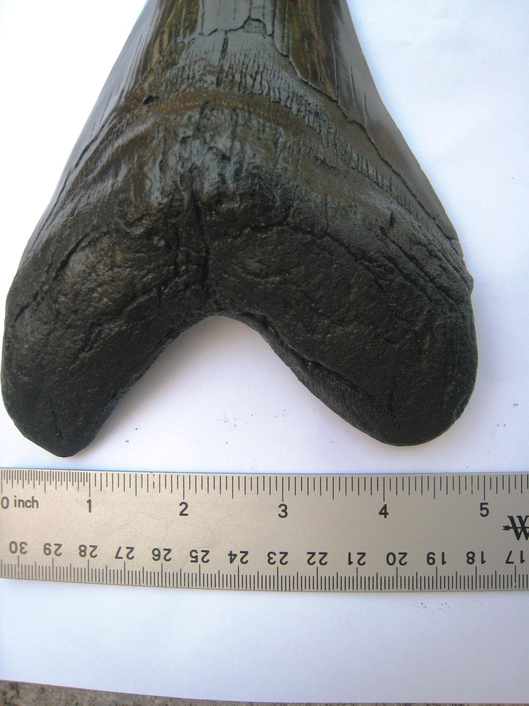 Megalodon Giant Shark Tooth Huge Replica Large 7 Inches Long