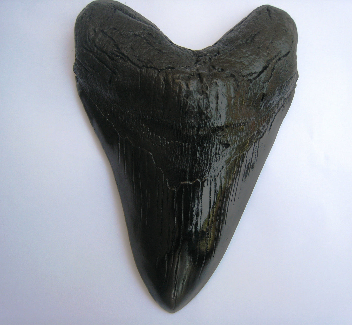 Megalodon Giant Shark Tooth Huge Replica Large 7 Inches Long