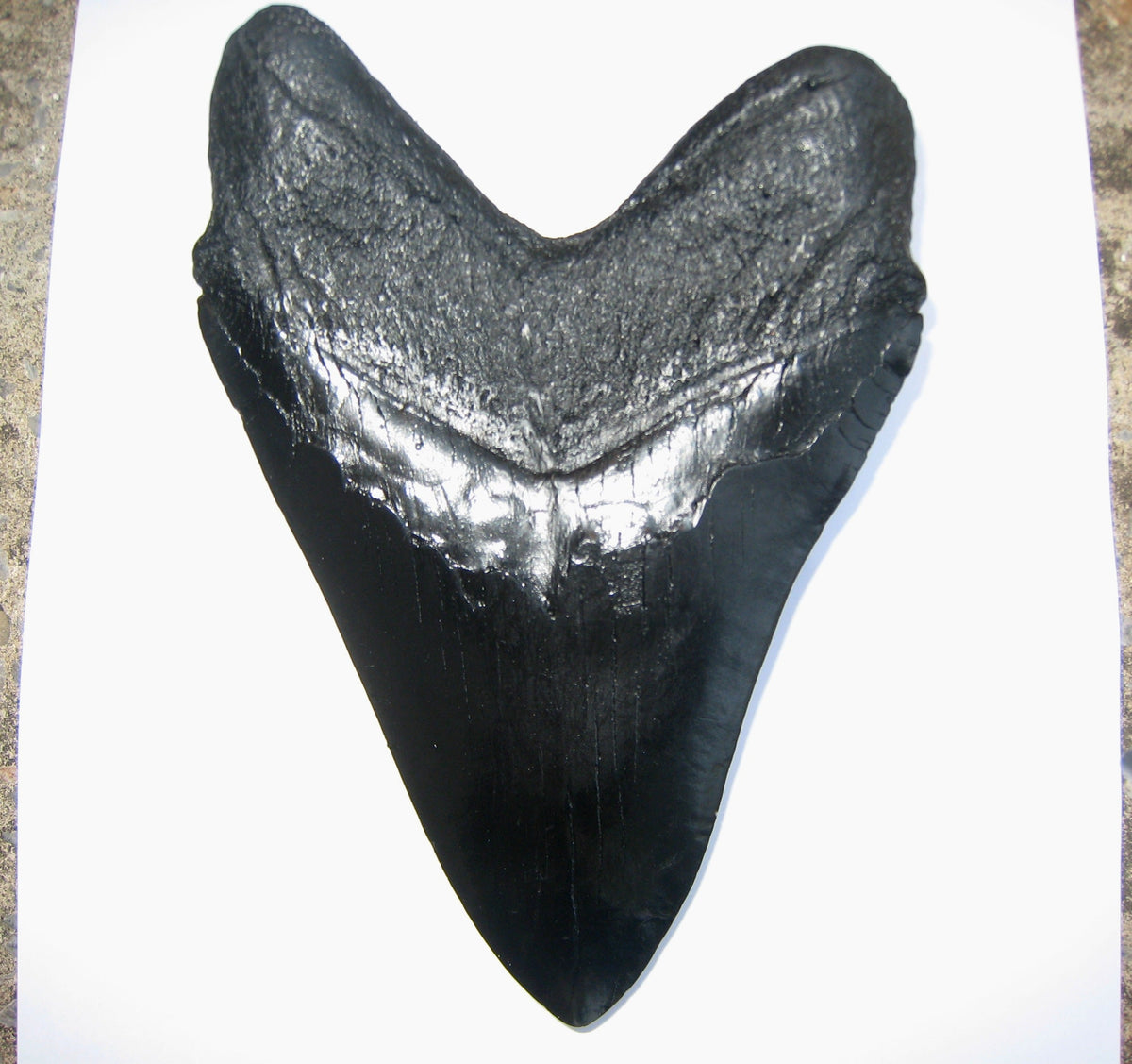 Megalodon Shark Tooth Replica Large 5 Inches Long Black Resin Model