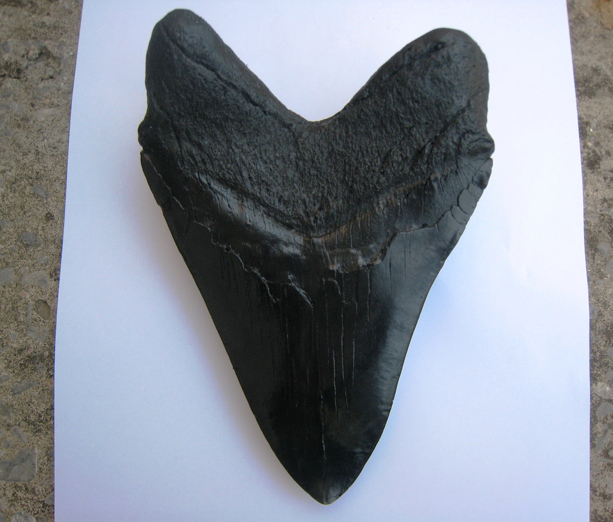 Megalodon Giant Shark Tooth Huge Replica Large 7 Inches Long