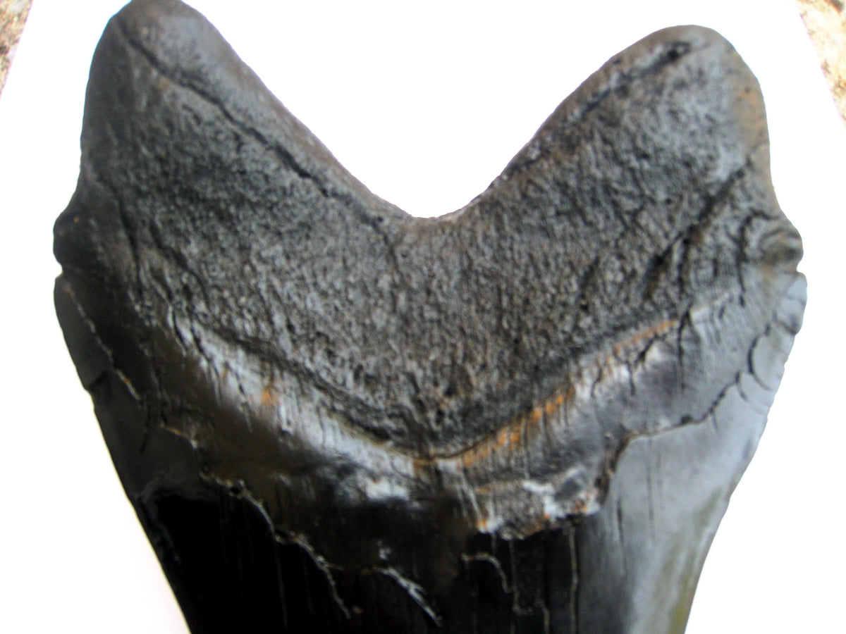 Megalodon Giant Shark Tooth Huge Replica Large 7 Inches Long