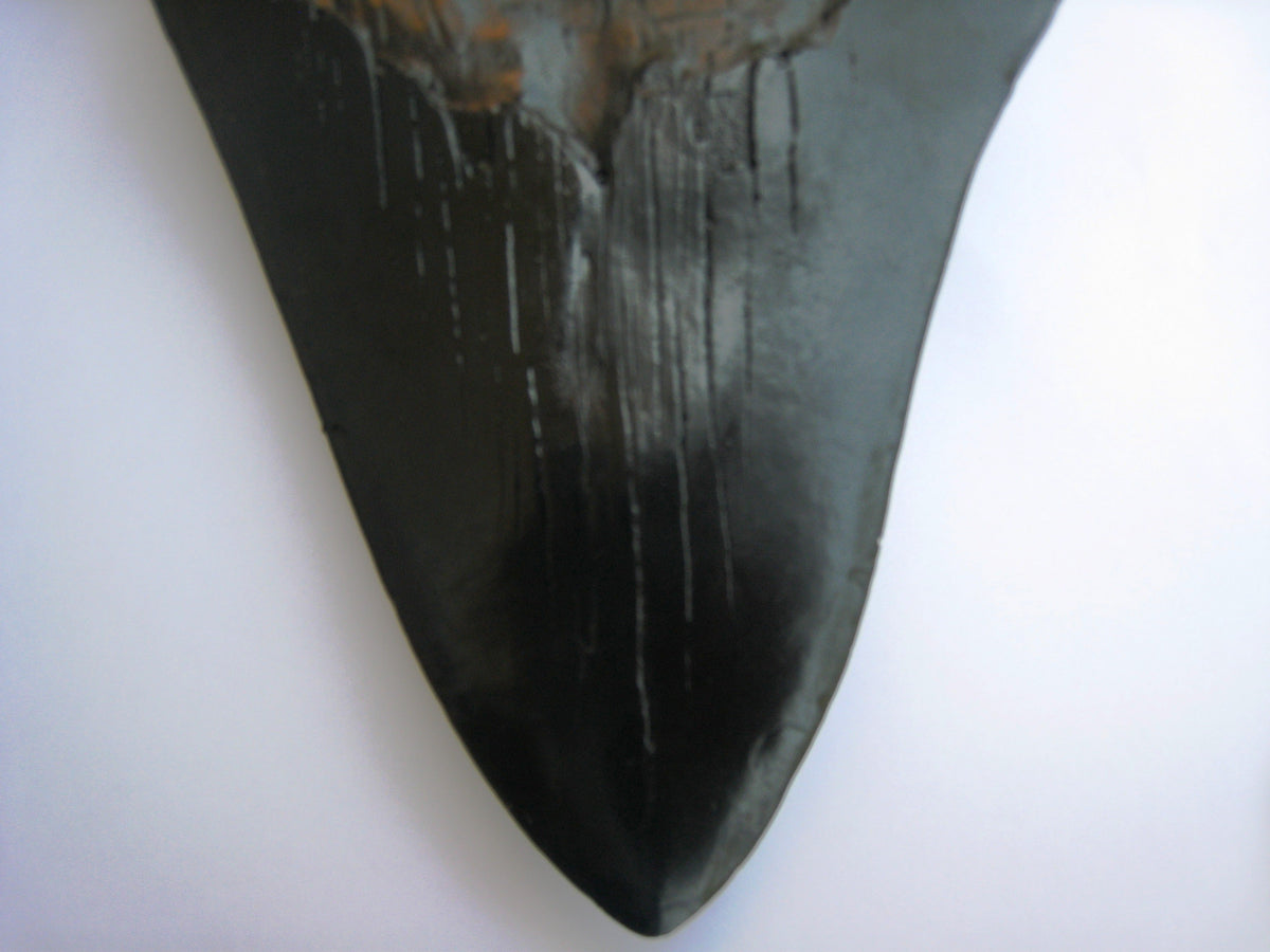 Megalodon Giant Shark Tooth Huge Replica Large 7 Inches Long