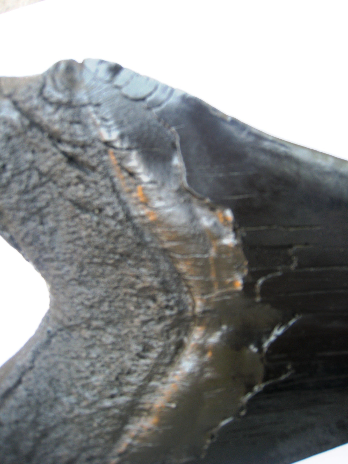 Megalodon Giant Shark Tooth Huge Replica Large 7 Inches Long